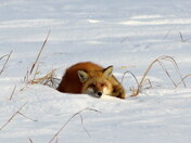 Fox keeping warm wayyyyyyyy up north NWT.
