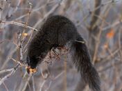 Gorging on fresh fruits.