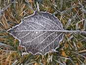 Frosty Morning 