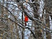 Red Cardinal
