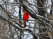 Red Cardinal