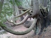 Arboreal Mastodon