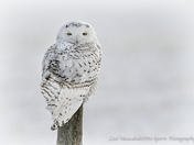 Snowy Owl
