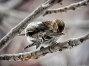 Preening