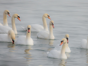 Graceful Swans