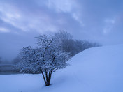 White morning