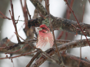 Winter birds