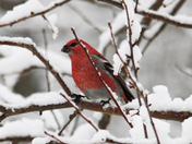 Winter birds
