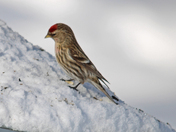 Winter birds