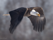 Wing Blur