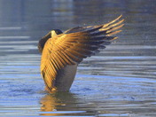 Ruffled feathers and twinkle in the eye