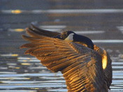 Ruffled feathers and twinkle in the eye