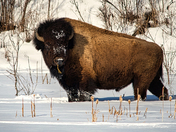 Bison - Stare Down
