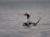 Long-tailed Duck Drake