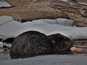 What is for dinner on Tuesday, February eighth?