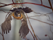 American Robin - In Flight