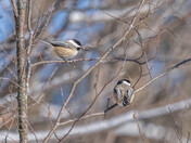 The chickadee during winter 