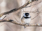 The chickadee winter coat