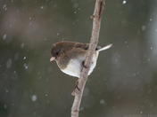 Snow Storm Junco