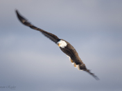 Bald Eagle - Looking At You - Wing Blur