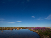 Arctic landscape with pink flowers on the tundra