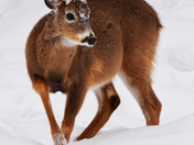 Young Buck