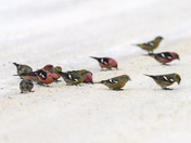 White-winged Crossbills