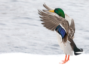 A Mallard Feeling Good!