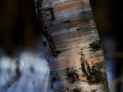 Birch tree.