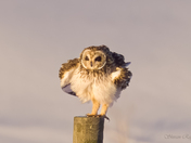 Short-eared Owl - Wing Shake