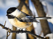 Black Capped Chickadee