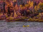 Beautiful Autumn Trees 