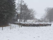 Every one  Mooo