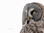 Strix Nebulosa~ Great Grey Owl 