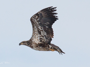 Juvenile bald eagle