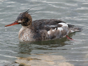 Diving red breasted merganser