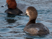 Female redhead duck