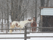 To good  frends horsing a round