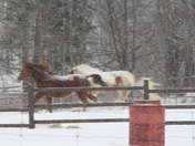 To good  frends horsing a round