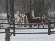 To good  frends horsing a round