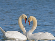 True Love
