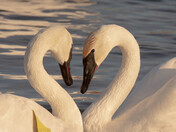 True Love