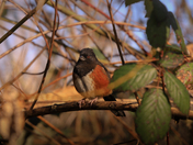 Sunny Spotted Towhee 📸