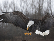 Adult Bald Eagle