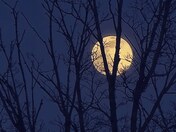 Moonrise out my window