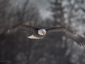 Bald Eagle - Coming At You - Wing Blur