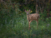 Early Summer Fawn