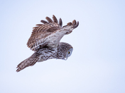 Great Gray Owl