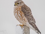 Winter Merlin