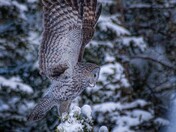 Great Gray Owl